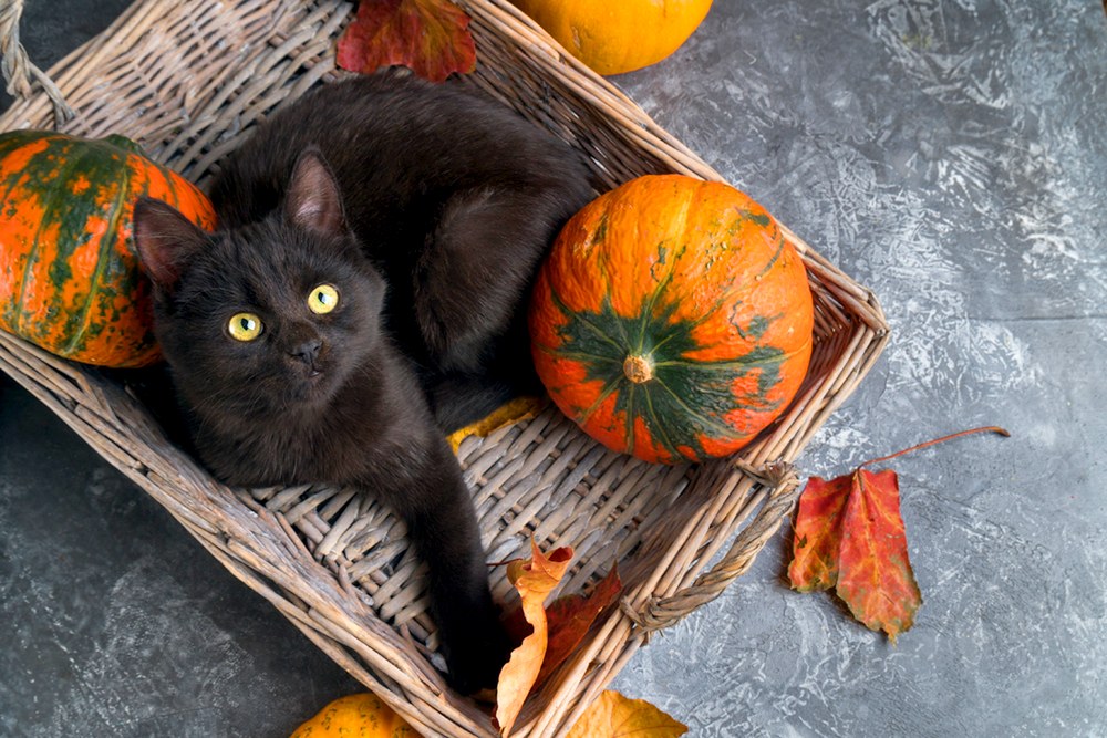 A black kitten in a basket with pumpkins and fall leaves