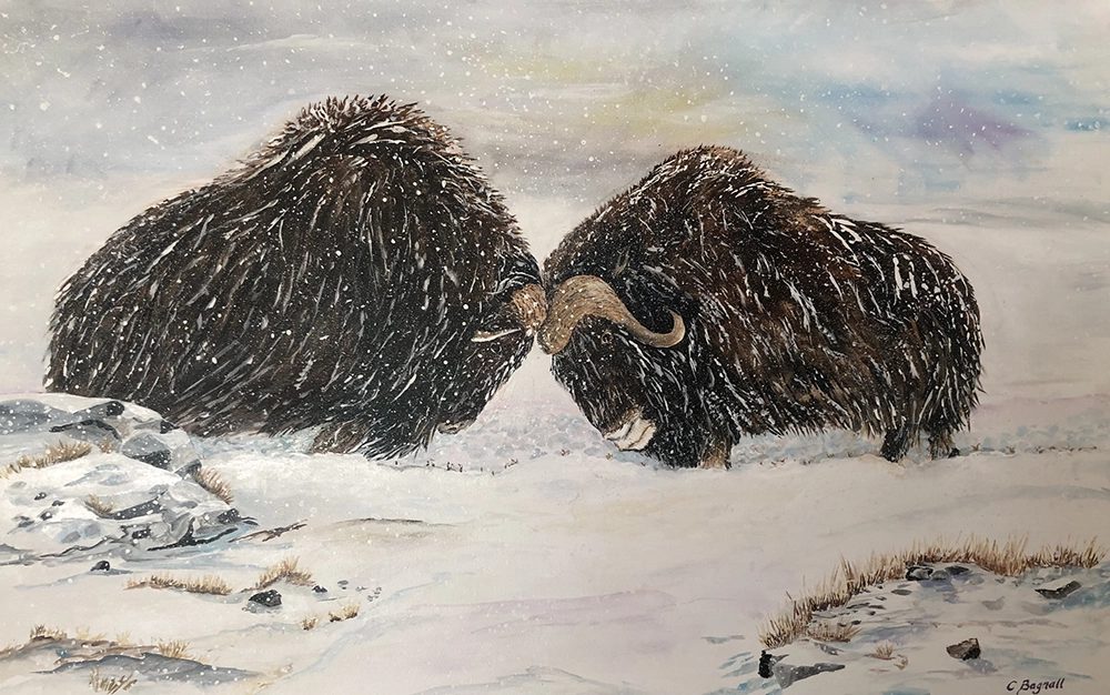 A painting of two muskoxen in the snow
