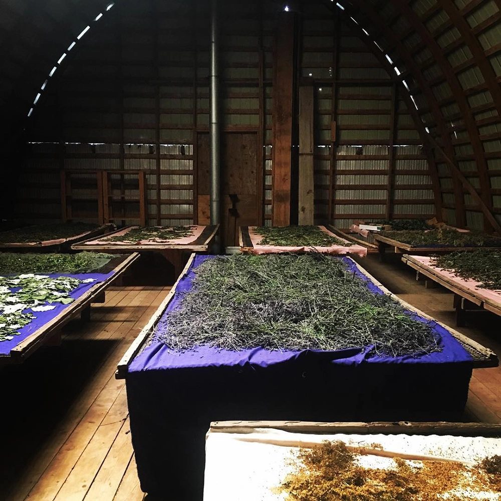 Herbs drying in the barn on the family farm